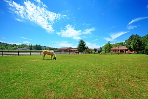 a horse eating grass on a field that is covered by farm and ranch insurance