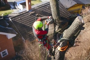 abrobist cutting tree branch with arborist insurance