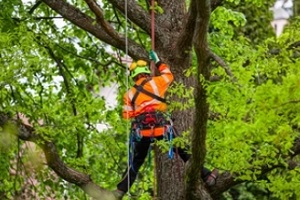 arborist climbing the tree