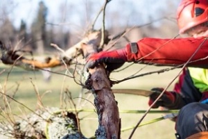 arborist cutting tree branch needing tree trimming insurance